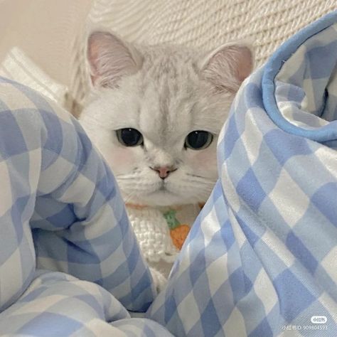 Cat Symbolism, Blue Feeds, Everything Is Blue, Cute Blue Wallpaper, Baby Blue Aesthetic, Light Blue Aesthetic, Blue Aesthetic Pastel, Instagram Highlight Covers, Bleu Pastel