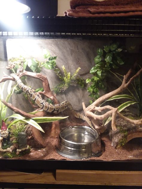 Made this for my daughter's Ball Python. Looks better than a plan aquarium. Ball Python Hide Diy, Ball Python Enclosure Ideas Cute, Snake Terrarium Ball Python, Ball Python Tub Setup, Hall Python Enclosure, Ball Python Cage Setup, Snake Aquarium Ideas, Ball Python Habitat, 4x2x2 Ball Python Enclosure