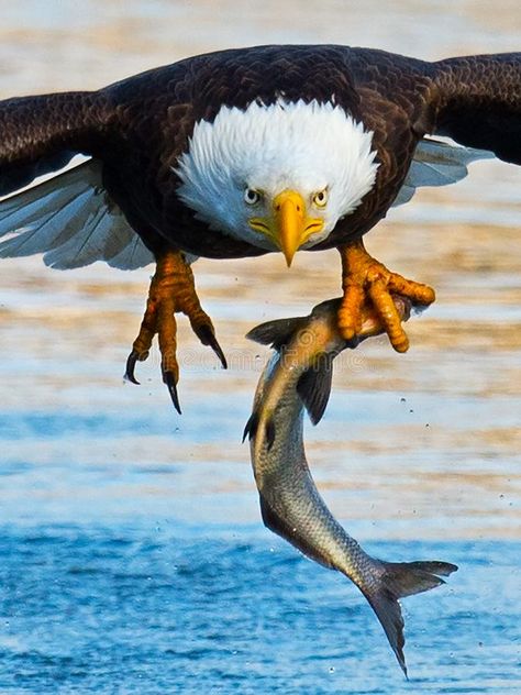 Bald Eagle with Fish. Bald Eagle in flight with Large fish in talons #Sponsored , #SPONSORED, #affiliate, #Eagle, #fish, #talons, #Fish Nature, Animal Wallpaper Aesthetic, Tattoo Eagle, Animal Photography Wildlife, Eagle Images, Wild Animals Photography, Eagle In Flight, Eagle Painting, Amazing Animal Pictures