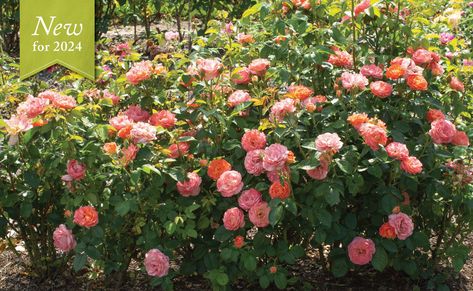 Coral Knockout Roses, Double Knockout Roses, Knock Out Roses, Knockout Roses, Outside Plants, Orange Glow, Front Yards, Shrub Roses, Front Yard Garden