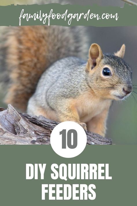 Squirrel Feeder Plans, Diy Squirrel Feeder, Squirrel Feeder Diy, Squirrel Food, Squirrel Feeders, Squirrel Feeder, Garden Friends, Wood Animal, A Squirrel