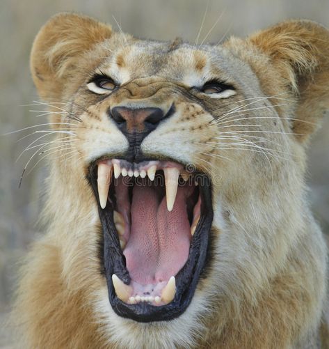 Lioness showing teeth. Lioness growl and showing her teeth , #AFFILIATE, #showing, #Lioness, #growl, #teeth #ad Lioness Images, Lioness Tattoo, Lion Photography, Lion And Lioness, Animal Teeth, Wild Animals Pictures, Lion Images, Lion Pictures, Lion Mane