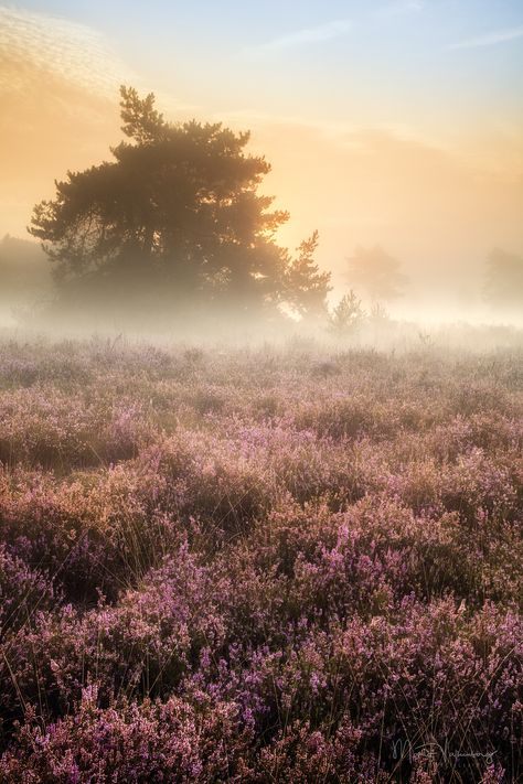 Flanders Belgium, Morning Fog, Nature Photos, Mother Nature, The Morning, Belgium, Landscape Photography, Country Roads, Celestial Bodies