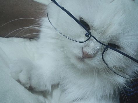 Cat Wearing Glasses, Eye Trends, Cat Glasses, Silly Cats Pictures, Cat Fashion, Cat Icon, Silly Animals, Silly Cats, Cat Clothes