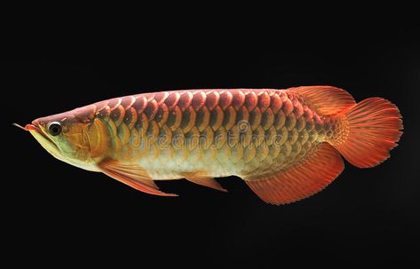 Arowana Fish, Oscar Fish, Ikan Air Tawar, Dragon Fish, Bawah Air, 달력 디자인, Pretty Fish, Lucky Dragon, Fauna Marina