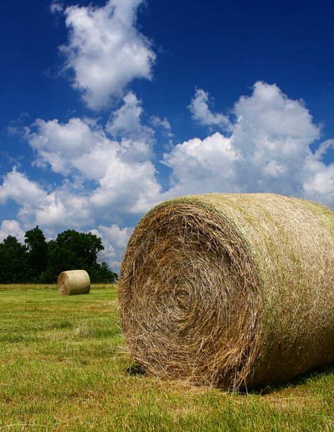 Hay field in Aliceville, AL In 1902 the settlement that would become Aliceville was founded with the opening of a single store. The town was named in honor of the wife of John T. Cochrane, founder of the Alabama, Tennessee and Northern Railroad and moving force behind the construction of the short line from Carrollton, Alabama to Aliceville. Within two years of the completion of the short line, Aliceville had grown to what a town of considerable pretensions. Hay Bales, Bail Of Hay, Bales Of Hay, Hay Field, Harvest Farm, Farm Field, Fields Of Gold, Hay Day, Photography Help