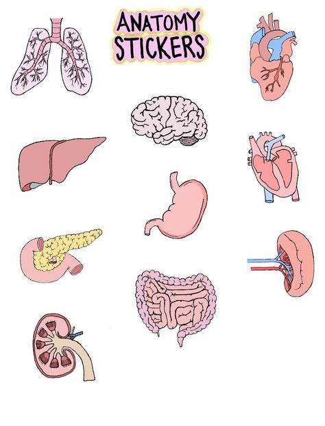 Anatomy Stickers - Notability Gallery Anatomy Digital Stickers, Biology Stickers Goodnotes, Anatomy Stickers Goodnotes, Anatomy Stickers Goodnotes Free, Notability Stickers, Anatomy Stickers, Ali Bin Abi Thalib Art, Study Stickers, Psychology Notes