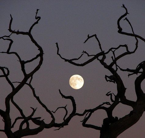 Full Moon, Trees, Moon