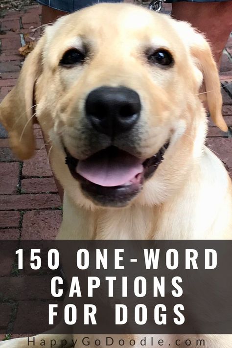 Searching for that perfect word for your dog's Instagram caption?  No need to chase your own tail! We've rounded up an A to Z list of over 200 words for dogs.  You'll find the perfect descriptions that are uplifting, positive, and clever...just like our pooches! Great inspiration for your instagram captions or pics of your dog! #dogs #wordsdescribedogs #happygodoodle Dogs Captions Instagram Cute, Captions For Dog Pictures, Dog Captions For Insta, Short Dog Quotes, Dog Instagram Captions, Dog Phrases, Cute Compliments, Surprised Dog, One Word Caption