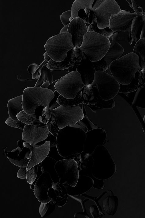 480x800 Wallpaper, Gothic Wallpaper, Flowers Background, Dark Flowers, Nothing But Flowers, Dark Pictures, Phone Wallpaper Patterns, Black Orchid, Motivational Art