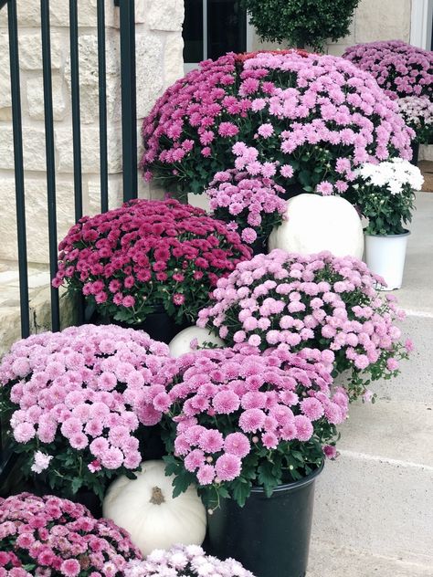 Fall Landscaping Front Yard, Fall Container Plants, Repel Mosquitos, Fall Landscaping, Purple Mums, Fall Mums, Fall Containers, Pink Fall, Mums Flowers