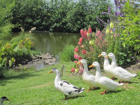 country gardens | Garden tour in Nov… Who knew flowers grew in Nov? « Kims Blog Cottagecore Animals, Duck Pond, Garden Animals, Garden Tours, 영감을 주는 캐릭터, Country Gardening, Nature Aesthetic, Garden Statues, 귀여운 동물