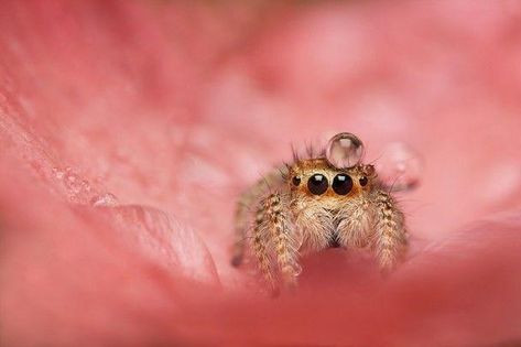 Tiny Spiders, Spider Baby, Cute Marshmallows, Pet Spider, Insect Photography, Cool Bugs, Jumping Spider, Beautiful Bugs, Creepy Crawlies