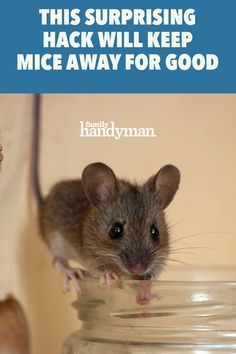 Diy Mice Repellent, Mouse Deterrent, How To Deter Mice, Mice Infestation, Getting Rid Of Rats, 1000 Lifehacks, Rodent Repellent, Mice Repellent, Getting Rid Of Mice