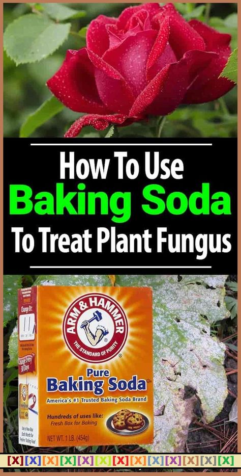 Baking Soda Is A Gardener’s Best Friend – Here Are 14 Nifty Uses In The Garden'''' Garden Remedies, نباتات منزلية, Plant Fungus, Spring Months, Garden Pest Control, Organic Vegetable Garden, House Gardens, Baking Soda Uses, Powdery Mildew