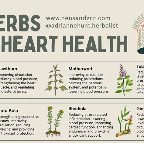 Adrianne Hunt @ Hens and Grit on Instagram: "What herbs would you add to this list? - If you’re interested in using the herbs on this list, then click the link in my bio to browse around my online herb shop and check out my 40+ bulk dried herbs and over 60 plant extracts. - What is new in the apothecary? Tea blends! I now have a line of six thoughtfully crafted tea blends to address everyday health goals, while focusing on flavor and enjoyment. I hope you love them as much as I do. - Thanks for reading this post and checking out my page. I hope it helps you on your own path to health and wellness. Sending care and affection to you, from the House of Hens and Grit. - #heart #hearthealth #hearthealing #hearthealthy #hearthealthyrecipes #hearthealthydiet #hearthealthawareness #haveaheart #her Herbs For Heart Health, Heart Health Awareness, Herb Shop, Heart Healthy Diet, Everyday Health, Dried Herbs, Health Recipes, Heart Healthy Recipes, Improve Circulation