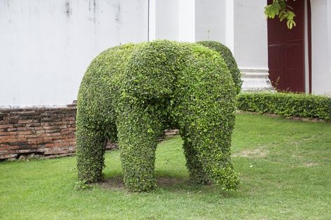 A simple topiary frame trains vines into various shapes. Frame-style topiary is used mainly for potted plants, whether grown indoors or outdoors. When planning your topiary, keep... Topiary Frames, Topiary Ideas, Concrete Garden Ornaments, Outdoor Topiary, Garden Topiary, Topiary Diy, Topiary Plants, Topiary Garden, Boxwood Topiary