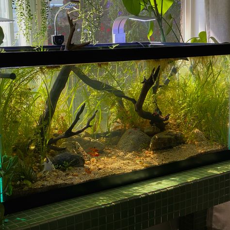 Reiner Kulti, Angel Fish Tank, Aqua Scape, Large Fish Tanks, Light Fish, Fish Aquarium Decorations, Fish Tank Themes, Fish Tank Terrarium, Cool Fish Tanks