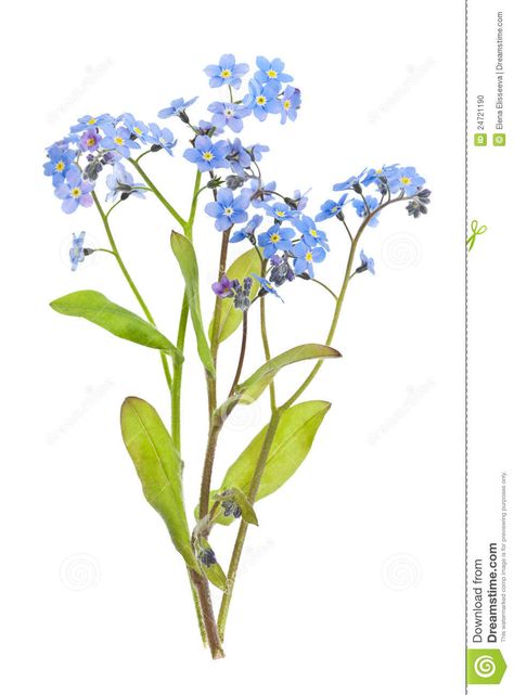 Forget-me-not Flowers On White - Download From Over 26 Million High Quality Stock Photos, Images, Vectors. Sign up for FREE today. Image: 24721190 Forget Me Not Tattoo, Plant Tattoo, Illustration Botanique, 수채화 그림, Botanical Painting, Botanical Drawings, Arte Floral, Botanical Flowers, Forget Me Not