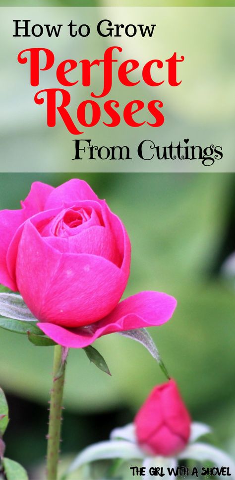 Are you looking to save that beautiful rose bush?! Or maybe you love your friend’s roses! Find out how to grow your own roses from clippings! #propagation #gardenrose Bush Landscape, Roses From Cuttings, How To Grow Roses, Propagating Roses, Wilted Rose, Plants Drawing, Rose Gardening, Rose Cuttings, Rose Bushes