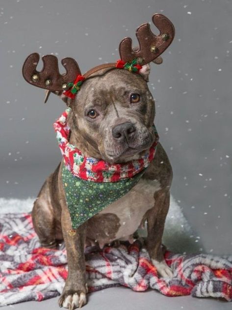 Christmas Dog Photoshoot Ideas, Dog Christmas Pictures With Owner, Dog Christmas Photoshoot, Dog Christmas Card Ideas, Pet Christmas Photos, Christmas Dog Decorations, Pet Christmas Pictures, Pet Photography Ideas, Christmas Reference