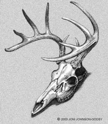 Yew haw Tattoo Ideas Skull, Bow Hunting Tattoos, Deer Skull Drawing, Deer Skull Tattoo, Skull Clip Art, Antler Tattoos, Trendy Tattoo Ideas, Elk Tattoo, Elk Skull