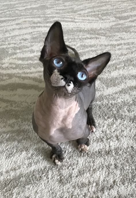 Bambino Cat, Cute Hairless Cat, Cat With Green Eyes, Hairless Cats, Devon Rex Cats, Sphynx Cats, Sphinx Cat, Cats With Big Eyes, Rex Cat