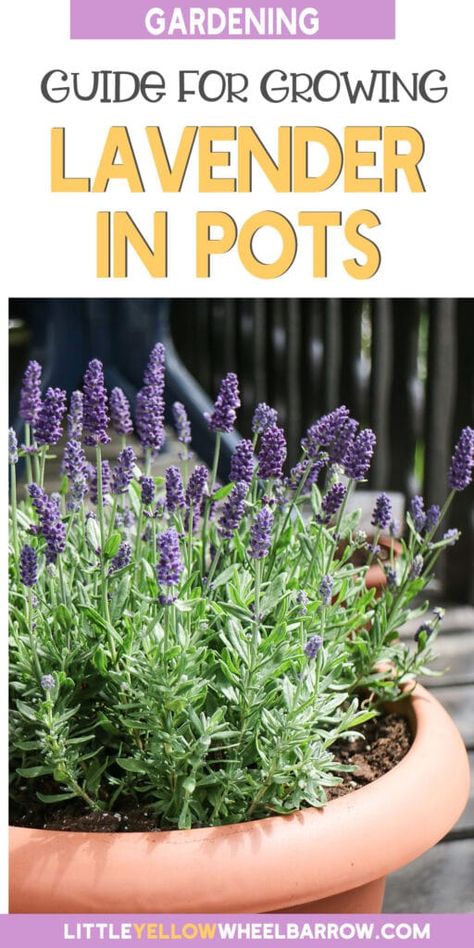 Lavender In Pots, Growing Lavender Indoors, Indoor Lavender Plant, Lavender Plant Care, Grow Lavender, Lavender Plants, Growing Lavender, Household Plants, Meteor Garden 2018