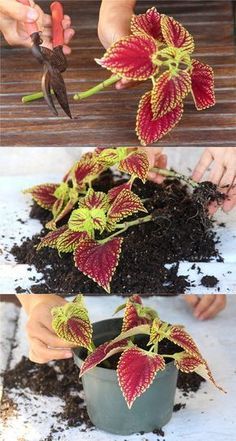 Detailed guide on how to grow healthy Coleus: sun, shade, water, and soil requirements, and how to propagate Coleus from cuttings easily in 2 ways! Plus beautiful Coleus varieties and inspirations on how to use them in a garden. - A Piece of Rainbow Propagate Coleus, Coleus Care, Coleus Varieties, Shade Plants Container, Shade Loving Flowers, Shade Garden Design, Shade Garden Plants, نباتات منزلية, Garden Plant Pots