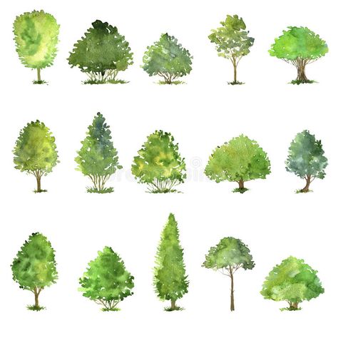 Bush Drawing, Trees Clipart, Landscape Architecture Graphics, Arch Angel, Watercolor Green, Tree Clipart, Watercolor Tree, Drawing Clipart, Architecture Graphics