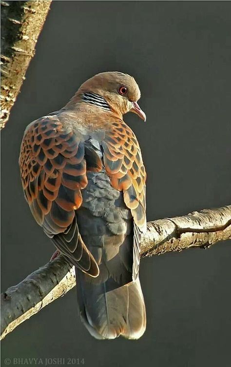 Sky Creatures, Birds Scenery, Turtle Doves, Turtle Dove, Bird Hunting, Kinds Of Birds, Funny Birds, All Birds, Exotic Birds