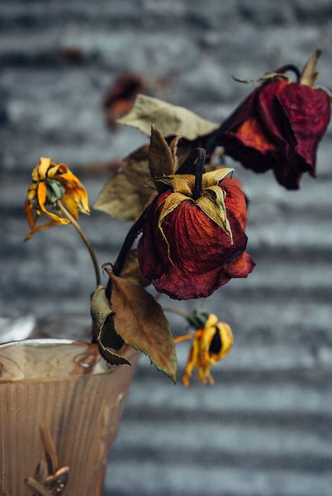 Dead Roses Aesthetic, Dead Red Roses, Lady Hecate, Diy Crochet Rose, Matt Maltese, Dead Rose, Dead Roses, Crimson Dress, Dead Flowers