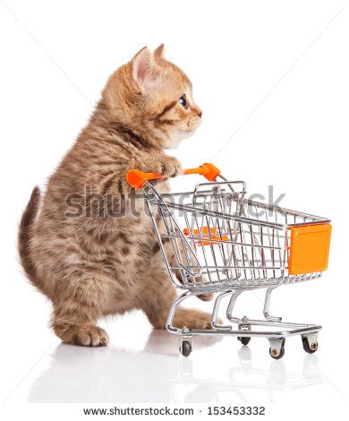 british cat with shopping cart isolated on white. kitten osolated White Kittens, Cat Grooming, Silly Cats, Happy Cat, Cat Food, Cat Pics, Pet Owners, Pet Shop, A Cat