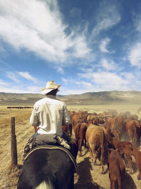 life on a working ranch | Reminds me of working cattle out on the ranch in Wyoming Tumblr, Farming Photography, Arte Cowboy, Cowboy Lifestyle, Cattle Farm, Cattle Ranch, Cowboy Stuff, Cattle Drive, Real Cowboys