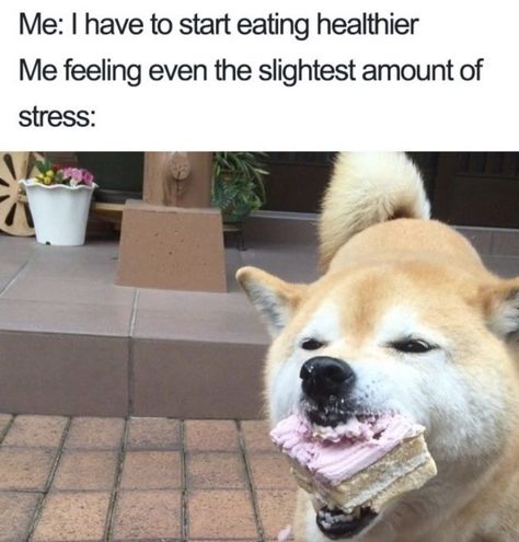 Yo quiero a comer mejor de salud. Me siento como yo tengo realmente soltar de yo mismo últimamente y eso es no bueno. Food Memes, Memes Humor, Life Memes, Funny Animal Memes, Picture Captions, Dog Memes, Animal Memes, Dressage, Buzzfeed