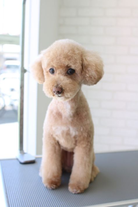 Toy Poodle Haircut Teddy Bears, Toy Poodle Puppy Cut, Miniature Poodle Haircuts, Poodle Teddy Bear Cut, Poodle Puppy Cut, Toy Poodle Haircut, Teddy Bear Poodle, Puppy Haircut, Toy Poodle Puppy