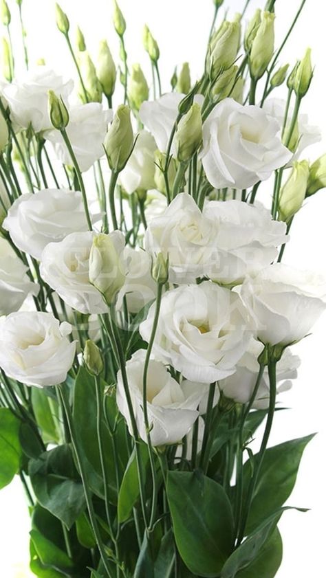 Lisianthus Flowers, White Lisianthus, August Flowers, Flowers In A Vase, Moon Garden, Wedding Flower Inspiration, White Gardens, Deco Floral, Arte Floral