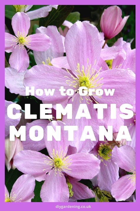 How to grow clematis montana Clematis Garden, Growing Clematis, Clematis Montana Rubens, Clematis Montana, Clematis Plants, Climbing Flowers, Climbing Hydrangea, Virginia Creeper, Plant Growing