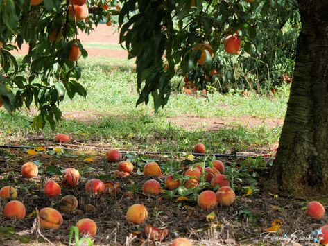 Peach Orchard Aesthetic, Peach Farm Aesthetic, Peach Tree Aesthetic, Italian Orchard, Orchard Aesthetic, Peaches Aesthetic, Southern Belle Aesthetic, Peach Farm, Southern Aesthetic