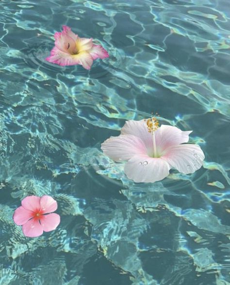 Pink Flowers, Floating, Pool, Wallpapers, Water, Flowers, Pink, Blue