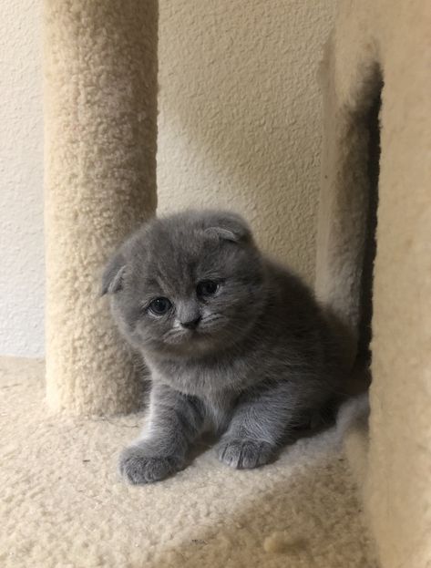 Grey Fluffy Kitten, Fluffy Grey Cat, Scottish Fold Cats, Cat Grey, Cutee Animals, Cats Photos, Cat Obsession, Grey Kitten, Fluffy Kittens