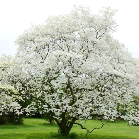 5 low-maintenance trees that will make your front yard look so much more expensive Front Yard Tree Landscaping, Front Yard Tree, Chokecherry Tree, Flowering Dogwood Tree, Cornus Florida, Florida Trees, Florida Flowers, Flowering Dogwood, Trees For Front Yard