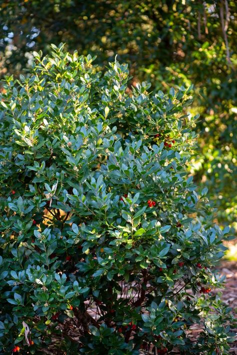 Find help & information on Arbutus unedo Roselily ('Minlily'PBR) strawberry tree [Roselily] from the RHS Arbutus Unedo, Hampton Court Palace Gardens, Strawberry Tree, Orchid Show, Palace Garden, Garden Types, Plant Identification, Plant Health, Chelsea Flower