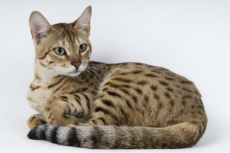 Serengeti Cat Asian Leopard Cat, Hybrid Cat, Warrior Cats Books, Cat Anatomy, Rare Cats, Cat Reference, Exotic Cats, Cat Pose, Cat Pictures