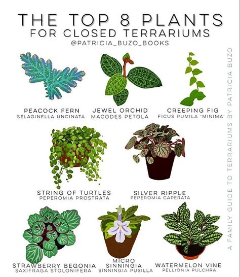 The top 8 plants for closed terrariums - #terrariums #GrowOrganic Diy Terrarium Plants, Good Terrarium Plants, Mini Closed Terrarium, Best Plants For A Terrarium, Enclosed Terrarium Ideas, Glass Terrarium Ideas Easy Diy, Mini Terrarium Plants, Terrarium Plants Ideas, Terrarium Plants Closed