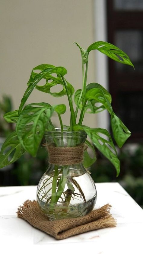 10 Best Types of Monstera to Grow in Water | Balcony Garden Web Plants In Water Vase, Types Of Monstera Plants, Monstera In Water, Indoor Plants In Water, Water Plants Indoor, Bedroom Plants Decor, Monstera Plants, Leaf Structure, Diy Garden Fountains