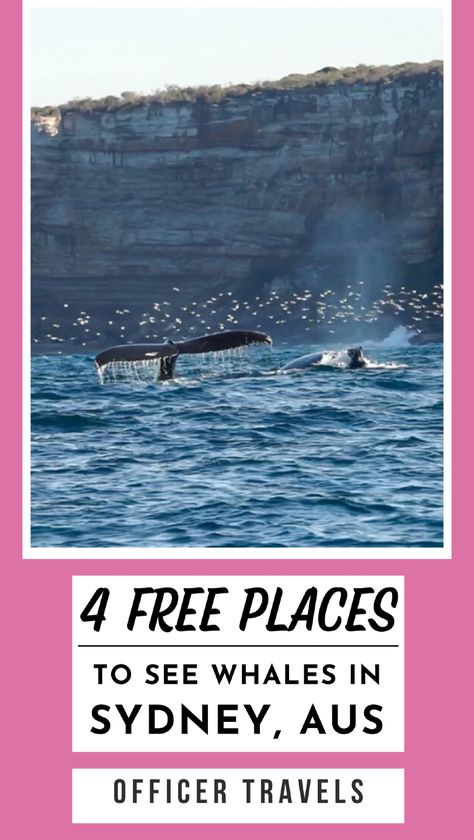 Looking for the best whale watching locations in Sydney? Our guide highlights the top free and paid spots to catch a glimpse of these majestic creatures. Enhance your Sydney travel experience with these must-visit destinations. Ideal for wildlife enthusiasts and anyone planning an Australia travel adventure. Whale Watching Sydney, Australian Road Trip, Australia Itinerary, Sydney Travel, Australia Vacation, Top Places To Travel, Majestic Creatures, Australia Travel Guide, Australian Travel