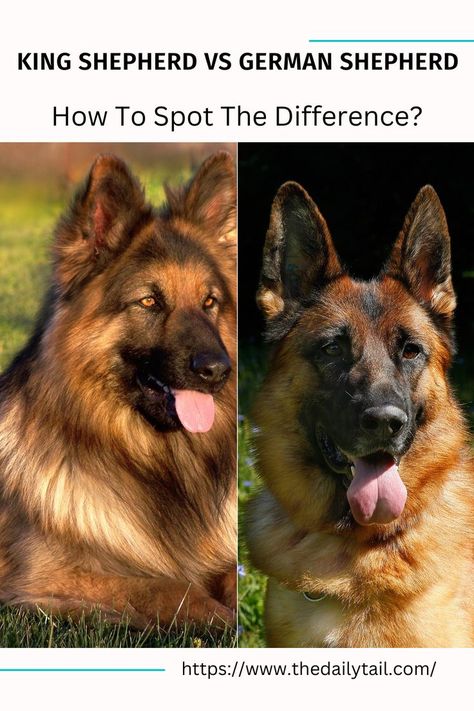 King Shepherd vs German Shepherd – How To Spot The Difference? King German Shepherd, Funniest Animal Videos, King Shepherd, German Shepherd Mix, Spot The Difference, German Dogs, Mazzy Star, Training Videos, Shepherd Dogs