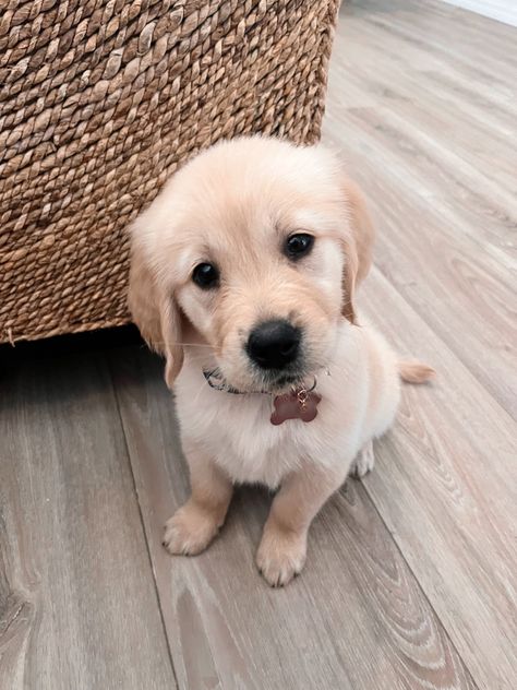 Golden retriever puppy 8 weeks old Old Golden Retriever, Dogs Tips, Golden Puppies, Golden Puppy, Cuddly Animals, Great Pyrenees, Golden Retriever Puppy, Animal Pics, Puppy Breeds