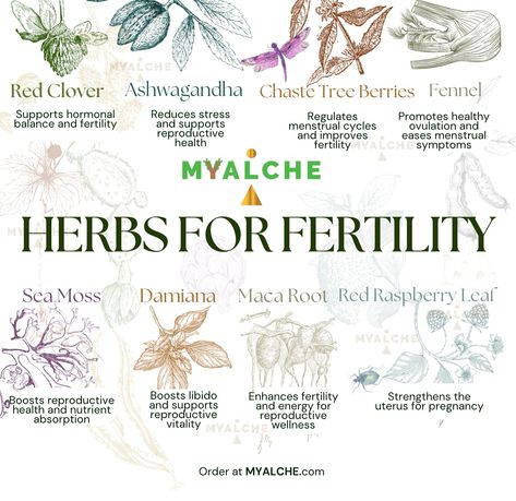 Fuel your fertility with nature’s best @MYALCHE herbs 🌿✨ Blend them into your smoothies or brew a soothing herbal tea. Find everything you need at MYALCHE.com Herbs For Fertility, Medical Learning, Fertility Tea, Fertility Help, Heal Thyself, Chaste Tree, Red Raspberry Leaf, Menstrual Health, Learning Tools